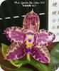 P. Lyndon Mix Zebra 867